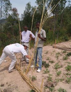 Barrieres anti-érosion en roseaux