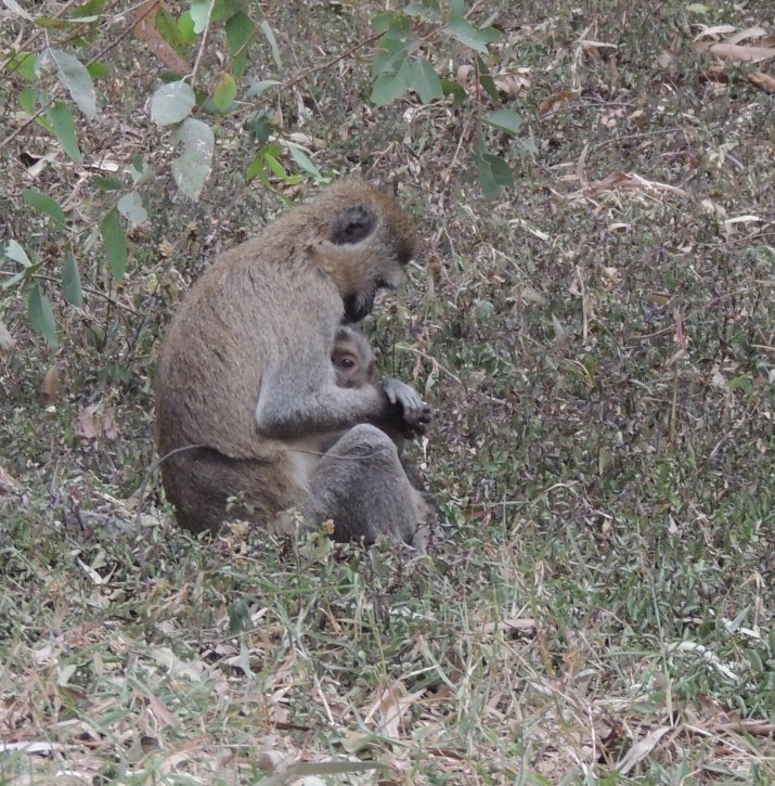 DSCN1629 (2) singe vervet
