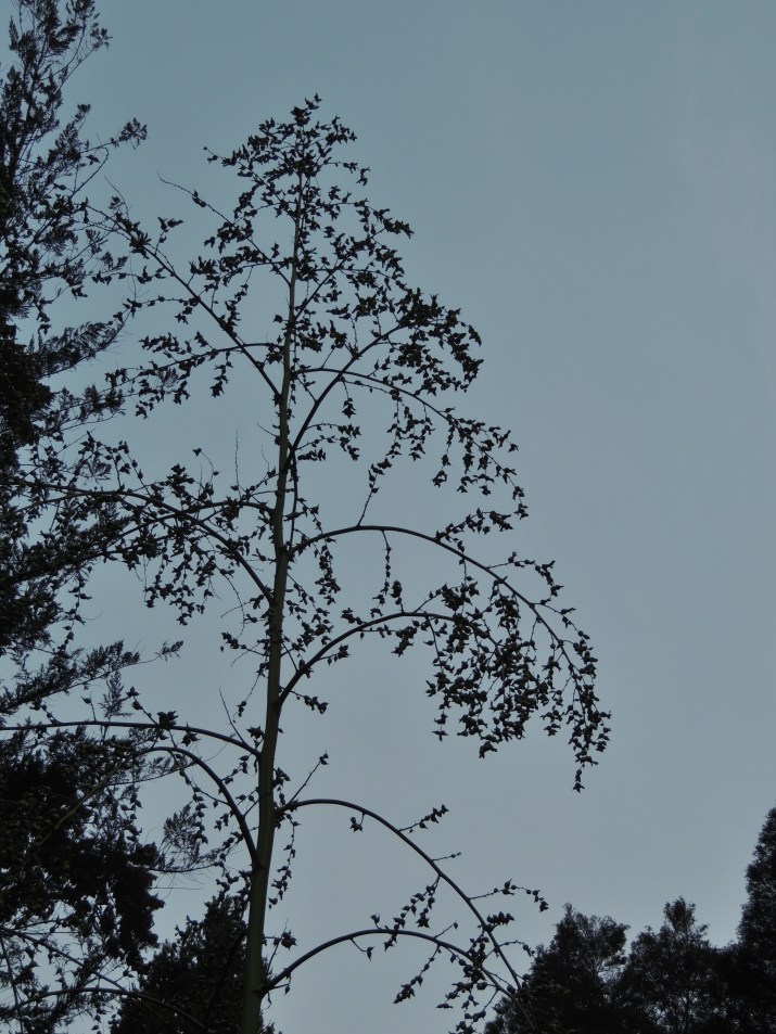 hampe florale de l'agave