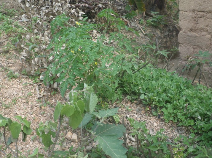 SAMSUNG CAMERA PICTURES