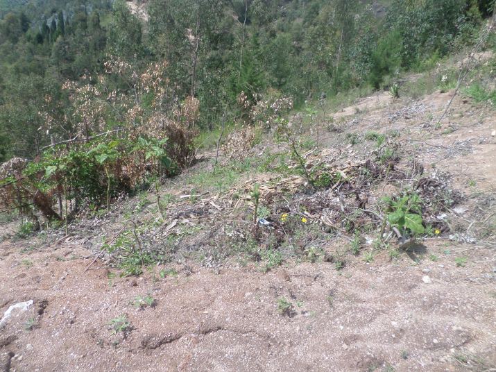 SAMSUNG CAMERA PICTURES