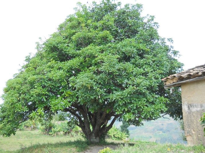 100 jours moins 19 jours ...