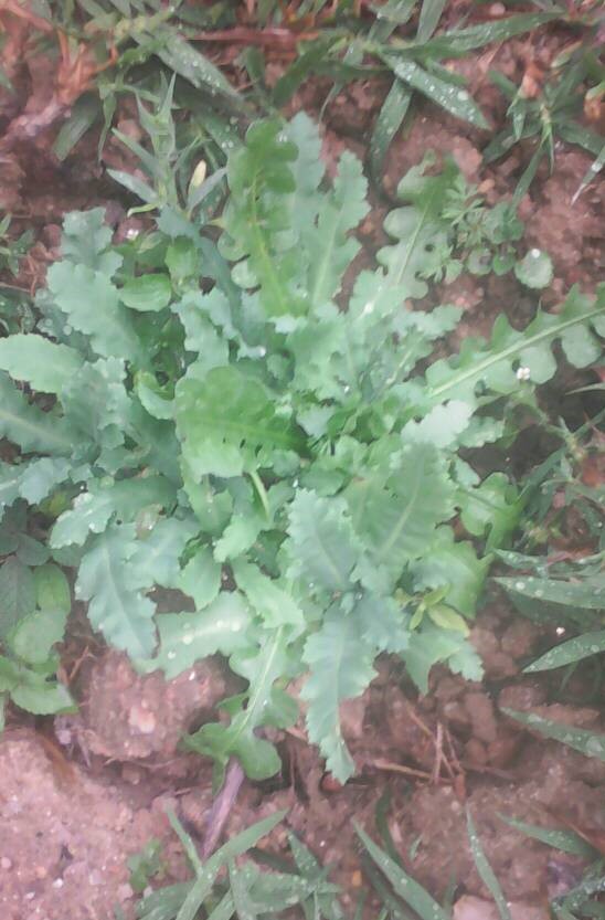 100 jours moins 32 jours ...