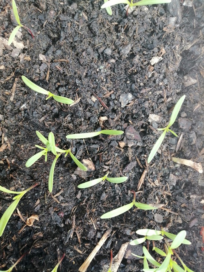 100 jours moins 44 jours ...