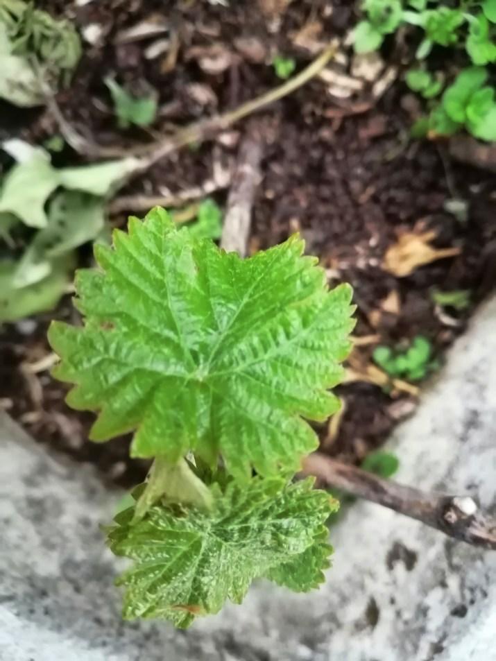 100 jours moins 46 jours ...