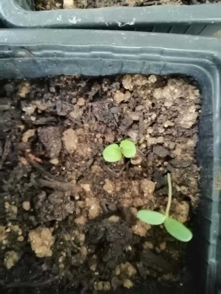 100 jours moins 48 jours ...