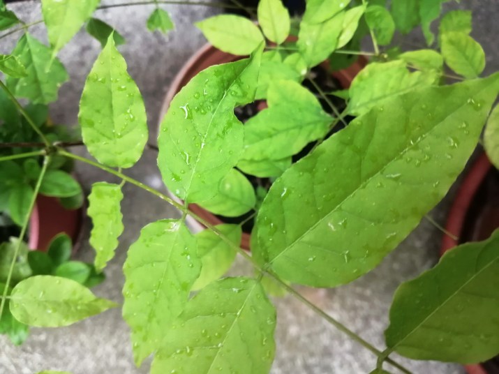 100 jours moins 53 jours ...