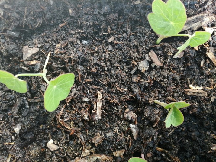 100 jours moins 56 jours ...