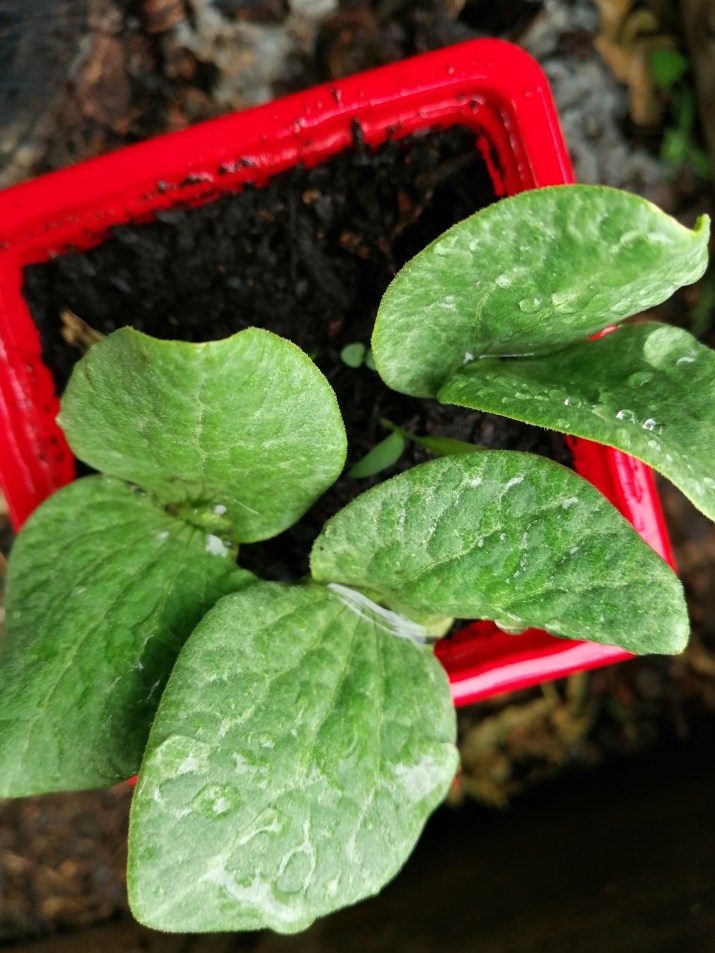 100 jours moins 65 jours ...