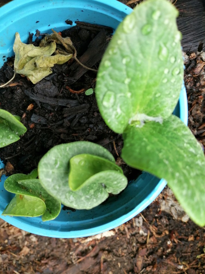 100 jours moins 66 jours ...