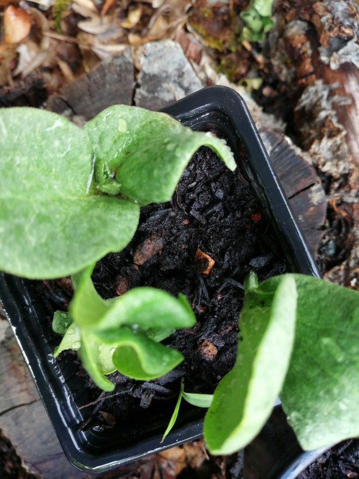 100 jours moins 68 jours ...