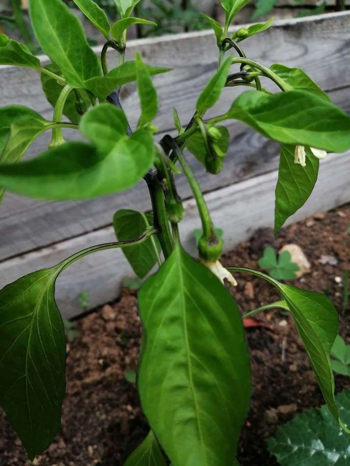 100 jours moins 71 jours ...