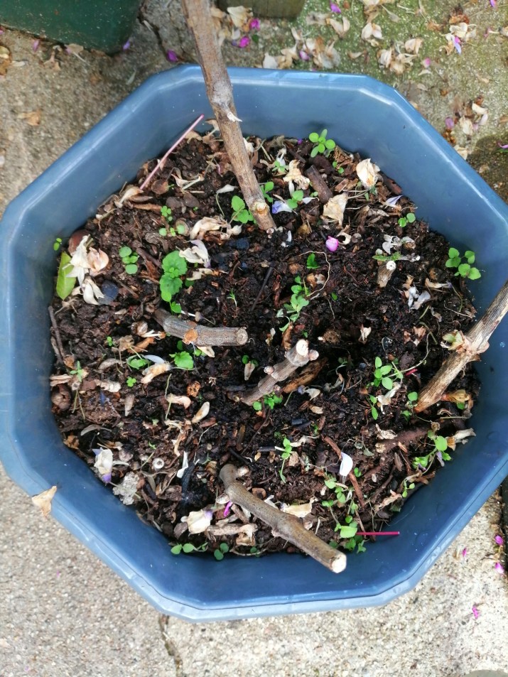 des pieds de vigne ter - 100 jours moins 34 jours