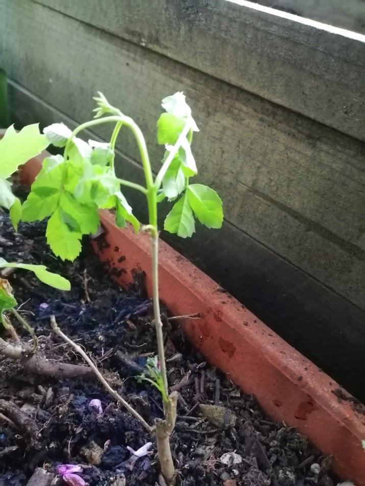 frêne - 100 jours moins 36 jours