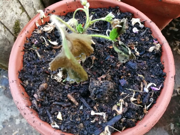 un fraisier - 100 jours moins 41 jours