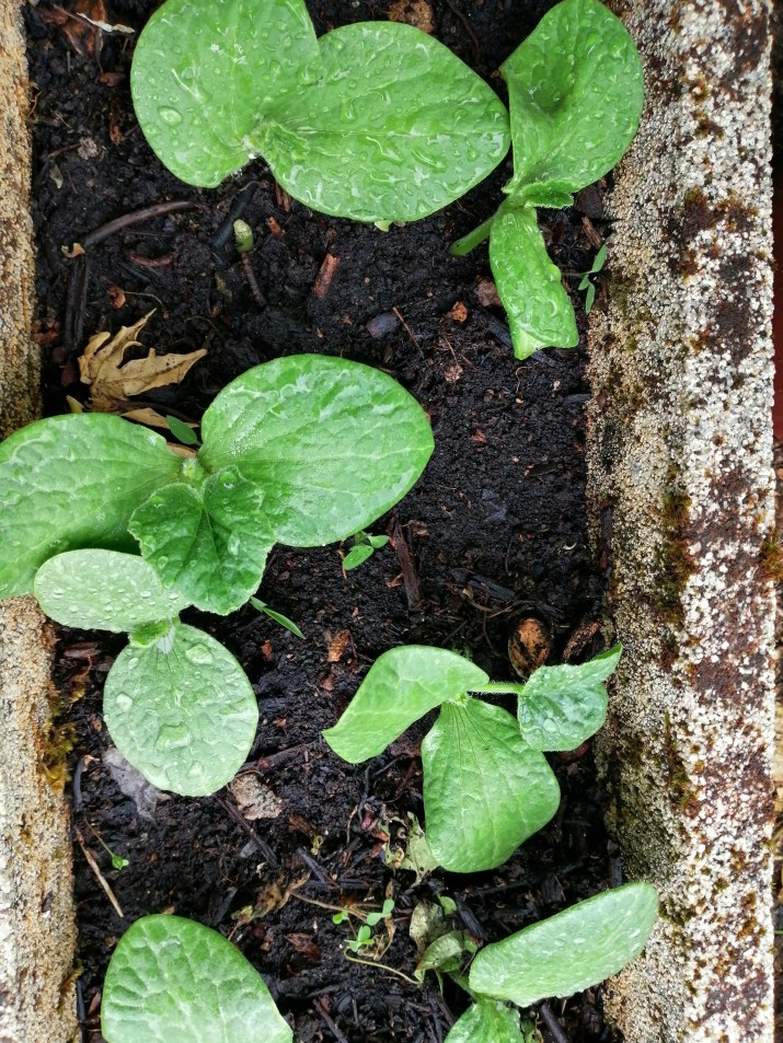 100 jours moins 69 jours ....jpg