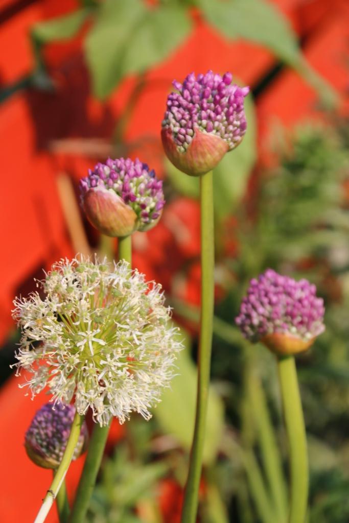 ubuntu_allum 100 jours moins 76 jours